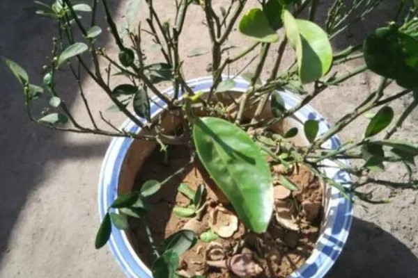 不嫁接的桔子树会不会结果,也是会结果的