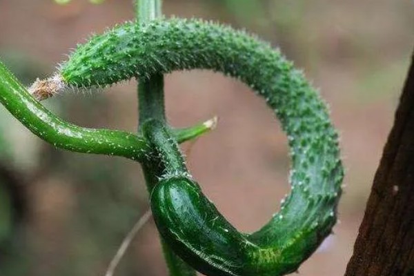 长出的小黄瓜是弯的原因，可能是水肥管理不到位