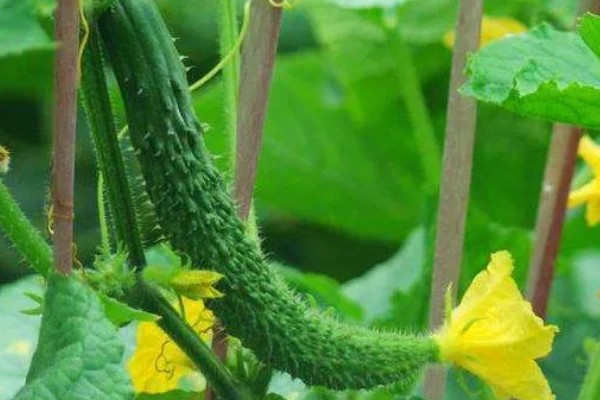 长出的小黄瓜是弯的原因，可能是水肥管理不到位