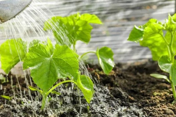 长出的小黄瓜是弯的原因，可能是水肥管理不到位