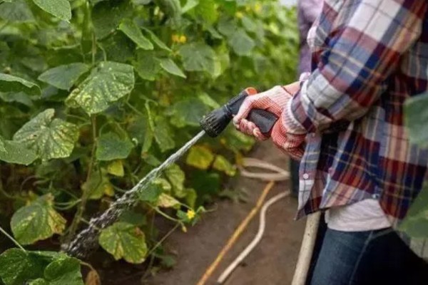 长出的小黄瓜是弯的原因，可能是水肥管理不到位