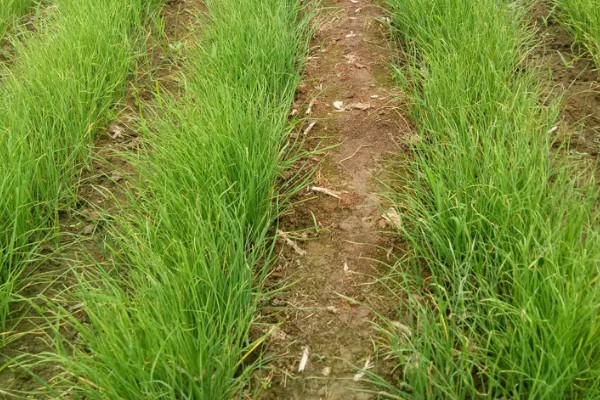 韭菜病虫害的防治方法,发生疫病可喷施甲霜灵等药物