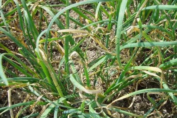 韭菜病虫害的防治方法,发生疫病可喷施甲霜灵等药物