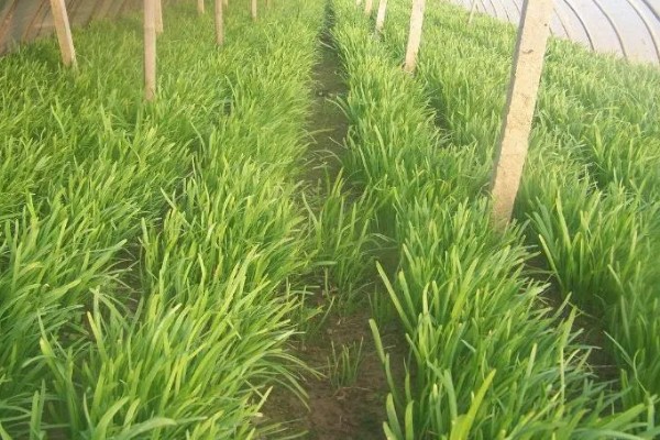 韭菜病虫害的防治方法,发生疫病可喷施甲霜灵等药物