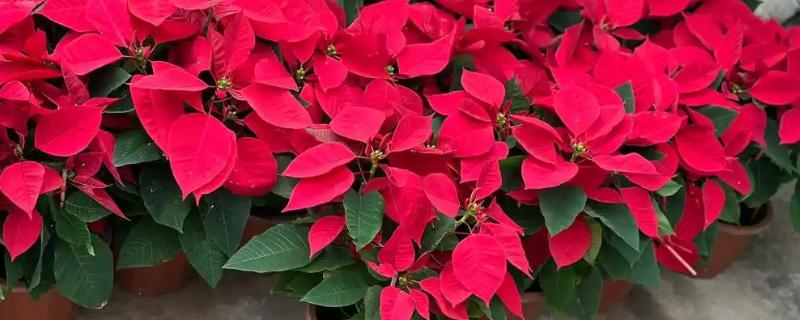 一品红的叶片不变红如何处理，缺少阳光每天可晒光12小时