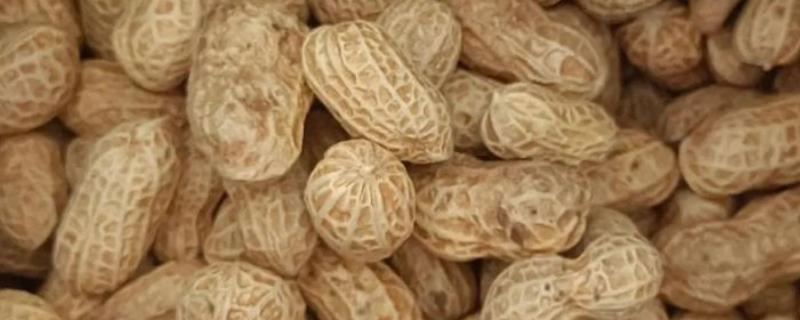 花生收后怎么防霉变，贮藏期间必须干燥、通风