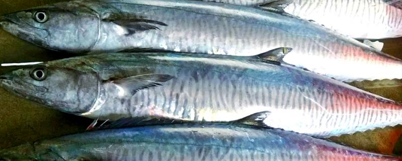 马鲛鱼和金枪鱼的区别，科属、分布区域等方面不同