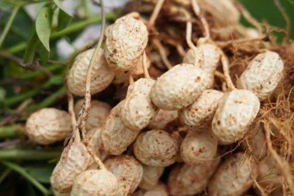 花生收后怎么防霉变，贮藏期间必须干燥、通风