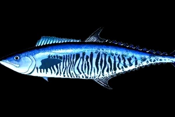 马鲛鱼和金枪鱼的区别，科属、分布区域等方面不同