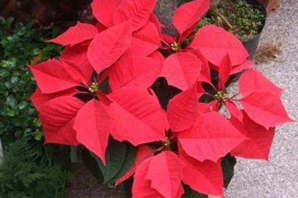 一品红的叶片不变红如何处理，缺少阳光每天可晒光12小时