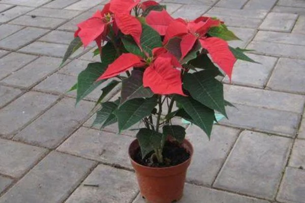 一品红的叶片不变红如何处理，缺少阳光每天可晒光12小时