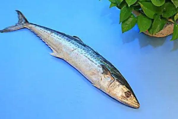 马鲛鱼和金枪鱼的区别，科属、分布区域等方面不同