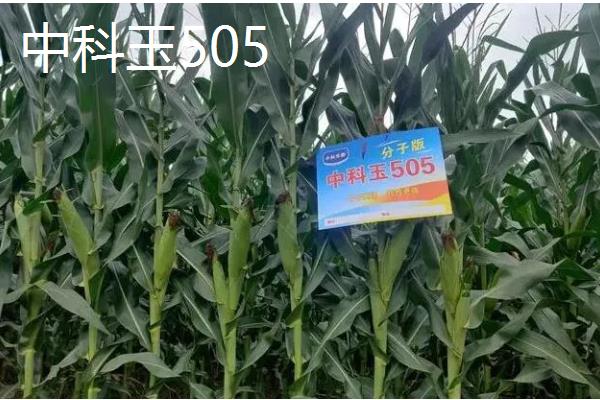 玉米地种子发芽的温度要求,温度在6-7℃