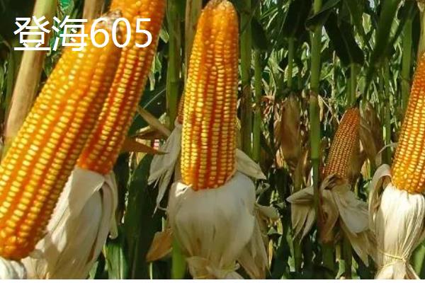 玉米地种子发芽的温度要求,温度在6-7℃