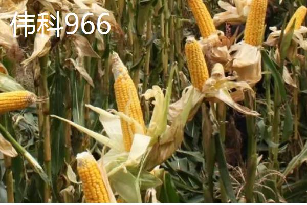 玉米地种子发芽的温度要求,温度在6-7℃