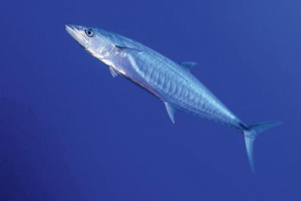 马鲛鱼和金枪鱼的区别，科属、分布区域等方面不同