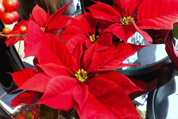 一品红的叶片不变红如何处理，缺少阳光每天可晒光12小时