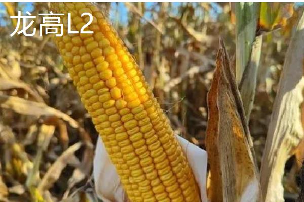 玉米地种子发芽的温度要求,温度在6-7℃