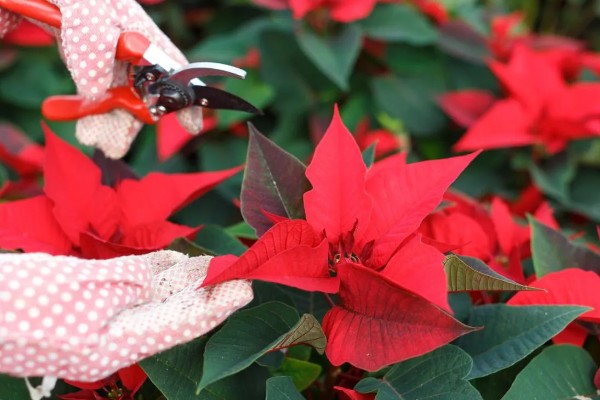 一品红的叶片不变红如何处理，缺少阳光每天可晒光12小时