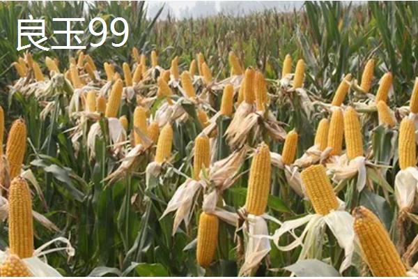 玉米地种子发芽的温度要求,温度在6-7℃