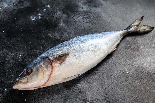 马鲛鱼和金枪鱼的区别，科属、分布区域等方面不同