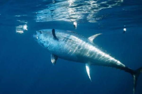 马鲛鱼和金枪鱼的区别，科属、分布区域等方面不同