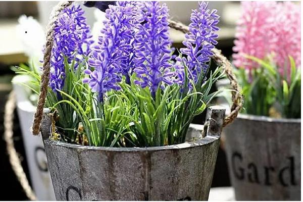 薰衣草用哪种土壤种植，以深厚肥沃、疏松透气、富含硅钙质的土壤为宜