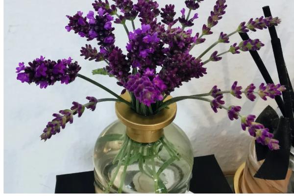 薰衣草用哪种土壤种植，以深厚肥沃、疏松透气、富含硅钙质的土壤为宜