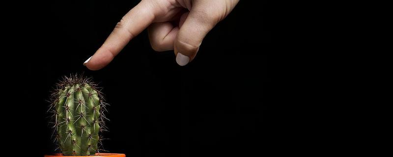 被仙人掌扎了怎么处理，需要先把刺挑出来