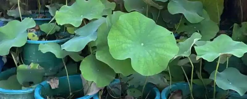 有什么冷门的致富项目，葫芦、荞头等作物值得考虑