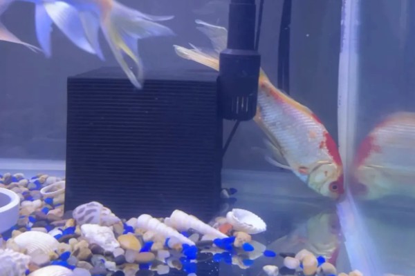 鱼肚朝上还活着的原因，说明它失鳔了