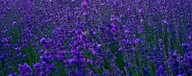 薰衣草代表哪种爱情，具有等待的爱、纯洁的爱等含义