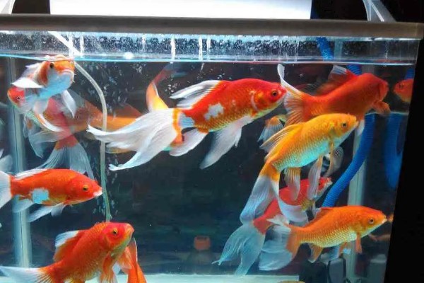 鱼肚朝上还活着的原因，说明它失鳔了