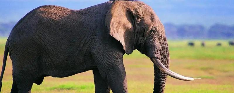 大象的繁殖方法，到了发情期会自行进行交配