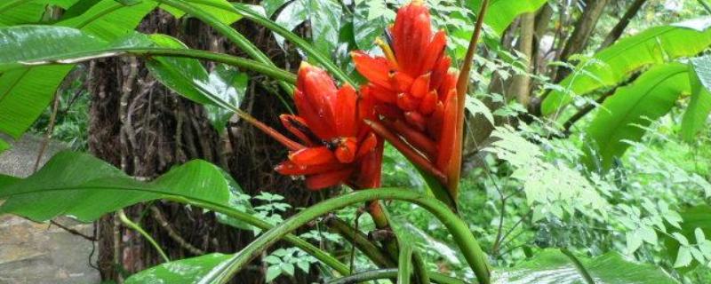 红花蕉的病害怎么防治，发生斑枯病要剪除病部喷施多菌灵