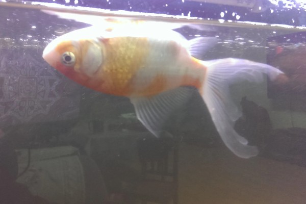 鱼肚朝上还活着的原因，说明它失鳔了