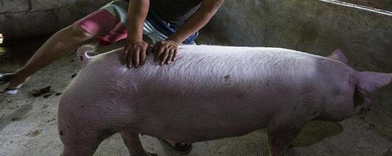 如何判断母猪是否发情，可观察母猪食欲