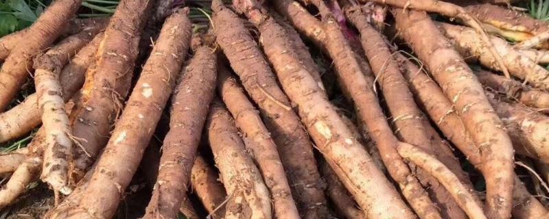 沙参有哪些种类，常见的有南沙参、北沙参等