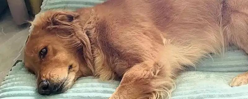 狗身上痒一直抓如何处理，细菌感染可使用抗菌消炎类药物