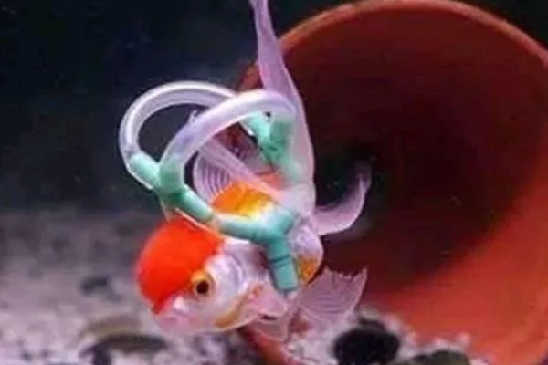 鱼肚朝上还活着的原因，说明它失鳔了