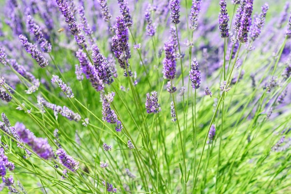 薰衣草代表哪种爱情，具有等待的爱、纯洁的爱等含义