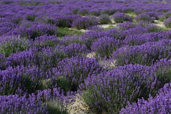 薰衣草代表哪种爱情，具有等待的爱、纯洁的爱等含义