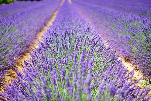 薰衣草代表哪种爱情，具有等待的爱、纯洁的爱等含义