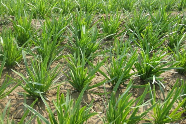 韭菜病虫害的防治方法,发生疫病可喷施甲霜灵等药物