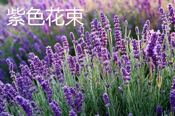 薰衣草代表哪种爱情，具有等待的爱、纯洁的爱等含义