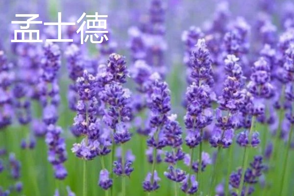 薰衣草代表哪种爱情，具有等待的爱、纯洁的爱等含义