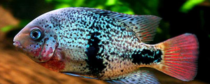 胭脂火口鱼好不好养，饲养难度比较小