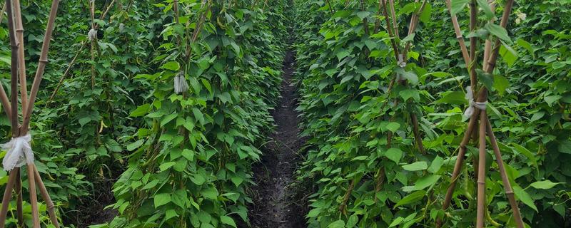 豇豆高产方法，结荚期亩施1000公斤农家肥
