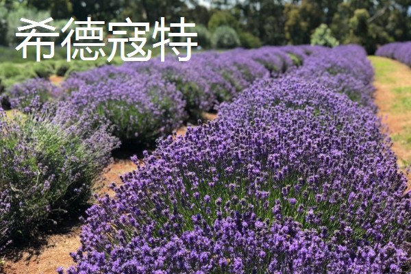 薰衣草代表哪种爱情，具有等待的爱、纯洁的爱等含义