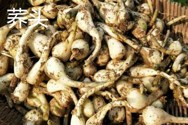 有什么冷门的致富项目，葫芦、荞头等作物值得考虑